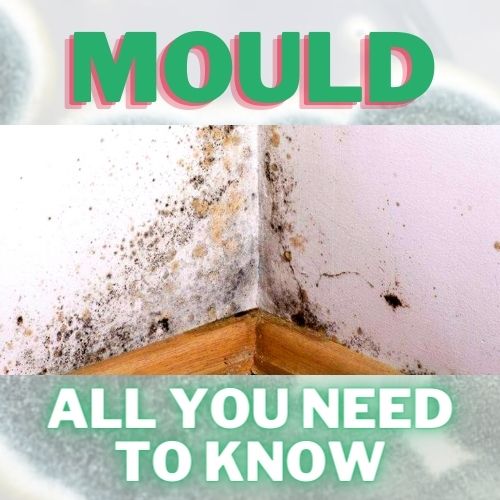 Environmental Mould - a deep dive!